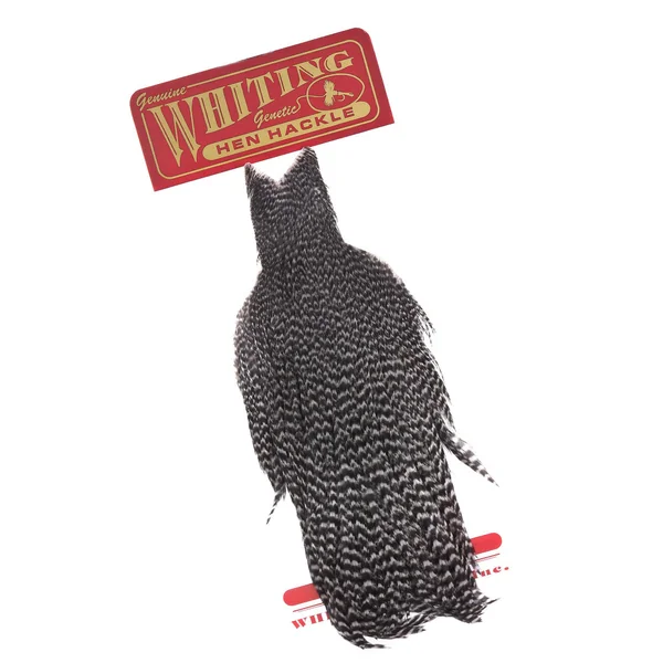 Cabo Whiting Hen