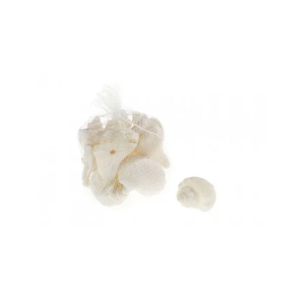 Caracolas de mar x6