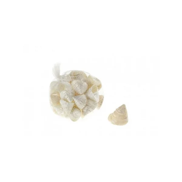 Caracolas de mar x6