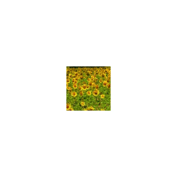 Fine Art