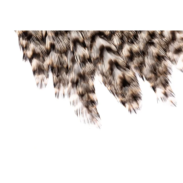 Future Fly Firma Gallo Grizzly Cabo - Imagen 4