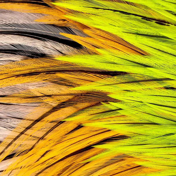 Future Fly Gallo de agua dulce Silla Tejón - Imagen 3