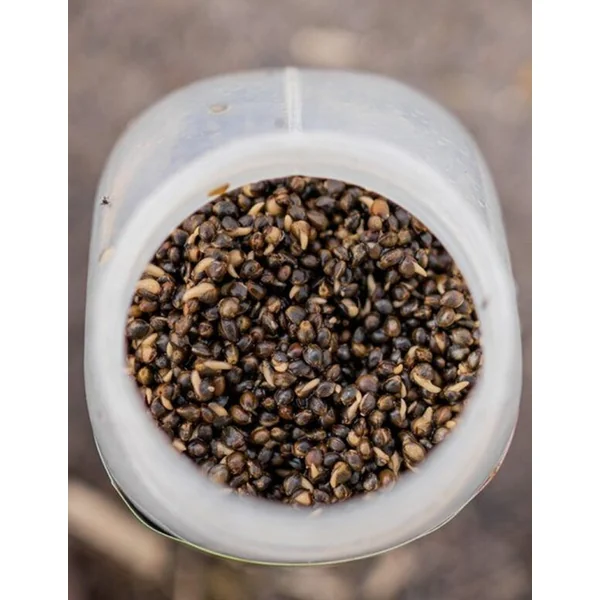 Nash Oily Hemp 500ml - Imagen 3