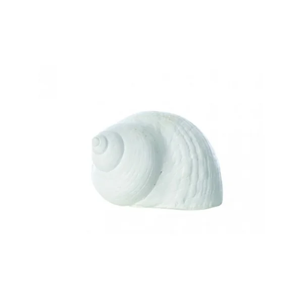 Pack de 6 caracolas de mar