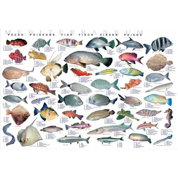 Póster peces (Mediterráneum) 63x43 cm
