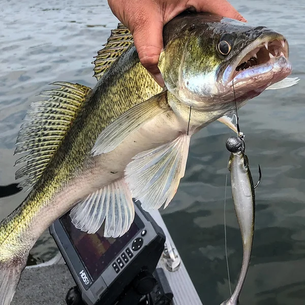Spro Iris Pop-Eye Shad Softlure 17 cm - Imagen 7