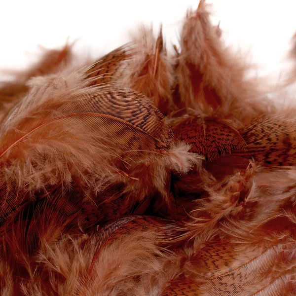 Veniard Perdiz Inglesa 1g - Partridge