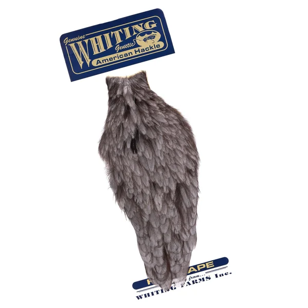 Whiting Gallina americana Cabo