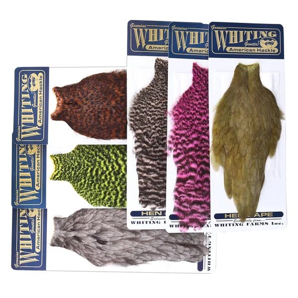 Whiting Gallina americana Cabo - Imagen 5