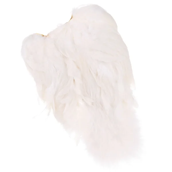 Whiting Gallina americana SH/C