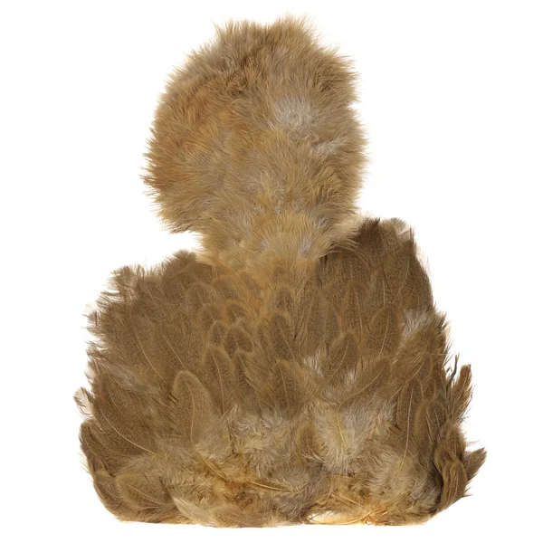 Whiting Gallina Brahma SH/C