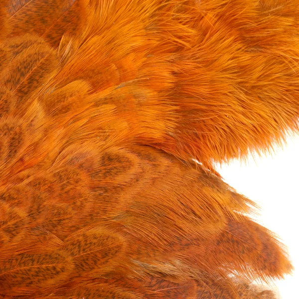 Whiting Gallina Brahma SH/C - Imagen 3
