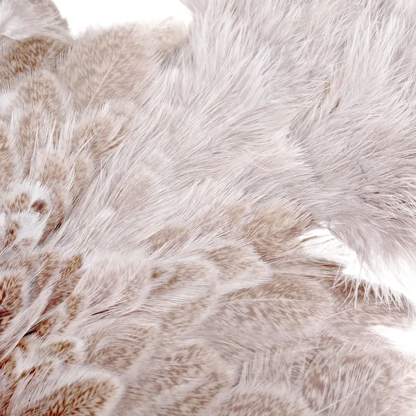 Whiting Gallina Brahma SH/C - Imagen 4