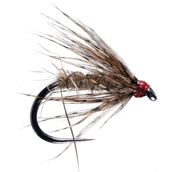 Whiting Gallina Brahma SH/C - Imagen 5