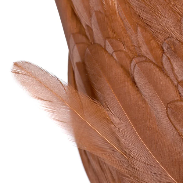 Whiting Rooster SH/C Softhackle con Chickabou - Imagen 3