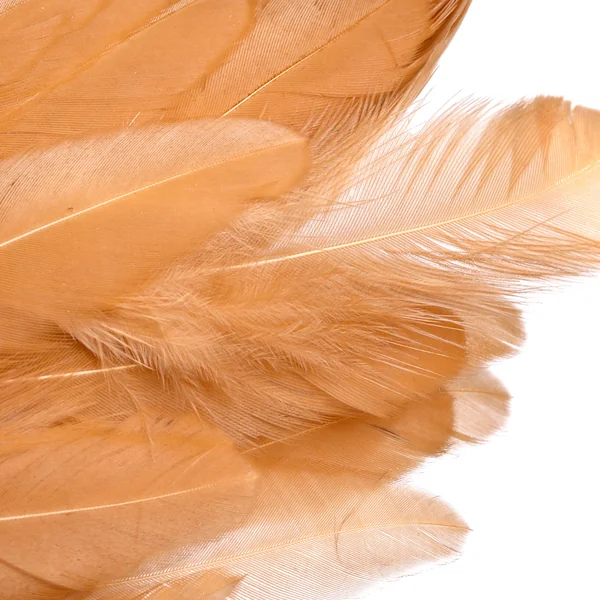 Whiting Rooster SH/C Softhackle con Chickabou - Imagen 5